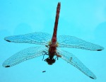 Dragonfly floating in the pool